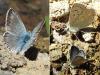 Polyommatus coridon